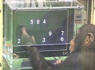 Chimps Outperform Humans in a Memory Test